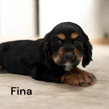 puppy, for, sale, Cocker Spaniel, Joe & Cherri  Overlease, dog, breeder, Miller, MO, dog-breeder, puppy-for-sale, forsale, nearby, find, puppyfind, locator, puppylocator, aca